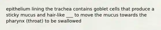 epithelium lining the trachea contains goblet cells that produce a sticky mucus and hair-like ___ to move the mucus towards the pharynx (throat) to be swallowed