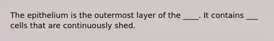 The epithelium is the outermost layer of the ____. It contains ___ cells that are continuously shed.