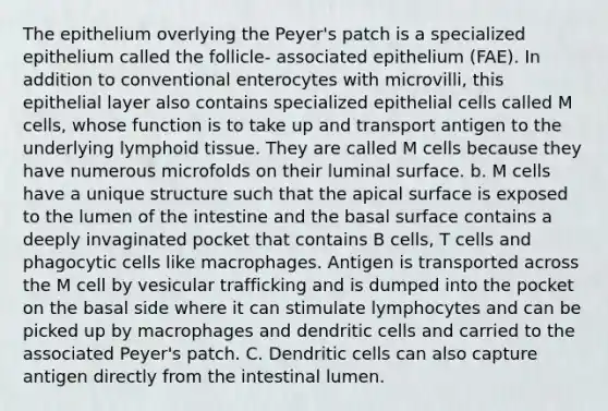 The epithelium overlying the Peyer's patch is a specialized epithelium called the follicle- associated epithelium (FAE). In addition to conventional enterocytes with microvilli, this epithelial layer also contains specialized epithelial cells called M cells, whose function is to take up and transport antigen to the underlying lymphoid tissue. They are called M cells because they have numerous microfolds on their luminal surface. b. M cells have a unique structure such that the apical surface is exposed to the lumen of the intestine and the basal surface contains a deeply invaginated pocket that contains B cells, T cells and phagocytic cells like macrophages. Antigen is transported across the M cell by vesicular trafficking and is dumped into the pocket on the basal side where it can stimulate lymphocytes and can be picked up by macrophages and dendritic cells and carried to the associated Peyer's patch. C. Dendritic cells can also capture antigen directly from the intestinal lumen.