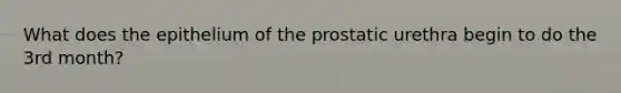 What does the epithelium of the prostatic urethra begin to do the 3rd month?