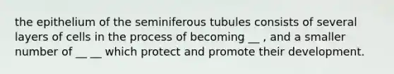 the epithelium of the seminiferous tubules consists of several layers of cells in the process of becoming __ , and a smaller number of __ __ which protect and promote their development.