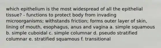 which epithelium is the most widespread of all the epithelial tissue? - functions to protect body from invading microorganisms; withstands friction; forms outer layer of skin, lining of mouth, esophagus, anus and vagina a. simple squamous b. simple cuboidal c. simple columnar d. pseudo stratified columnar e. stratified squamous f. transitional