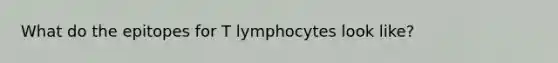 What do the epitopes for T lymphocytes look like?