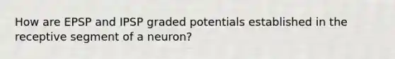 How are EPSP and IPSP graded potentials established in the receptive segment of a neuron?