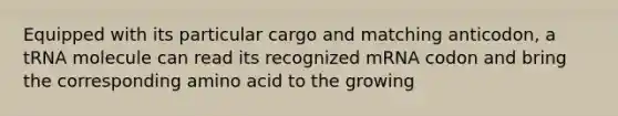 Equipped with its particular cargo and matching anticodon, a tRNA molecule can read its recognized mRNA codon and bring the corresponding amino acid to the growing