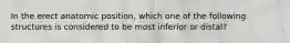 In the erect anatomic position, which one of the following structures is considered to be most inferior or distal?