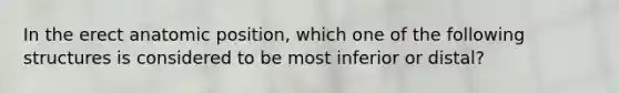 In the erect anatomic position, which one of the following structures is considered to be most inferior or distal?