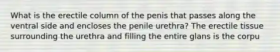 What is the erectile column of the penis that passes along the ventral side and encloses the penile urethra? The erectile tissue surrounding the urethra and filling the entire glans is the corpu