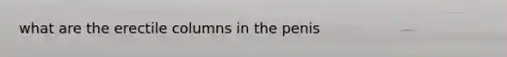 what are the erectile columns in the penis