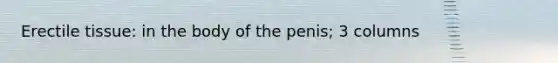 Erectile tissue: in the body of the penis; 3 columns