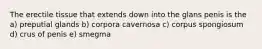 The erectile tissue that extends down into the glans penis is the a) preputial glands b) corpora cavernosa c) corpus spongiosum d) crus of penis e) smegma