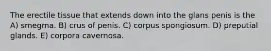 The erectile tissue that extends down into the glans penis is the A) smegma. B) crus of penis. C) corpus spongiosum. D) preputial glands. E) corpora cavernosa.