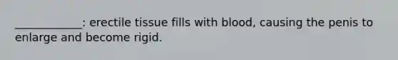 ____________: erectile tissue fills with blood, causing the penis to enlarge and become rigid.