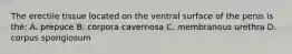 The erectile tissue located on the ventral surface of the penis is the: A. prepuce B. corpora cavernosa C. membranous urethra D. corpus spongiosum