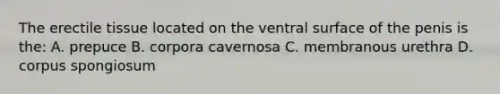 The erectile tissue located on the ventral surface of the penis is the: A. prepuce B. corpora cavernosa C. membranous urethra D. corpus spongiosum