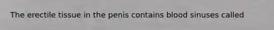The erectile tissue in the penis contains blood sinuses called