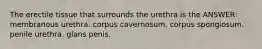 The erectile tissue that surrounds the urethra is the ANSWER: membranous urethra. corpus cavernosum. corpus spongiosum. penile urethra. glans penis.