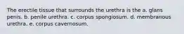 The erectile tissue that surrounds the urethra is the a. glans penis. b. penile urethra. c. corpus spongiosum. d. membranous urethra. e. corpus cavernosum.