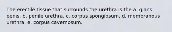 The erectile tissue that surrounds the urethra is the a. glans penis. b. penile urethra. c. corpus spongiosum. d. membranous urethra. e. corpus cavernosum.