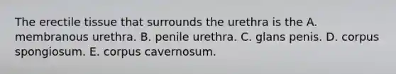 The erectile tissue that surrounds the urethra is the A. membranous urethra. B. penile urethra. C. glans penis. D. corpus spongiosum. E. corpus cavernosum.