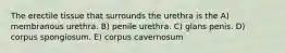 The erectile tissue that surrounds the urethra is the A) membranous urethra. B) penile urethra. C) glans penis. D) corpus spongiosum. E) corpus cavernosum