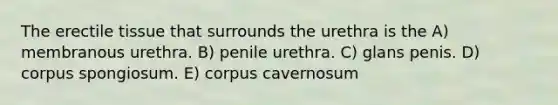 The erectile tissue that surrounds the urethra is the A) membranous urethra. B) penile urethra. C) glans penis. D) corpus spongiosum. E) corpus cavernosum