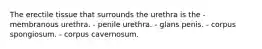 The erectile tissue that surrounds the urethra is the - membranous urethra. - penile urethra. - glans penis. - corpus spongiosum. - corpus cavernosum.