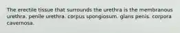 The erectile tissue that surrounds the urethra is the membranous urethra. penile urethra. corpus spongiosum. glans penis. corpora cavernosa.