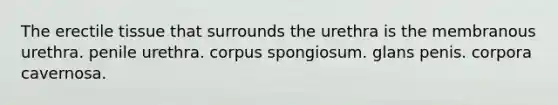 The erectile tissue that surrounds the urethra is the membranous urethra. penile urethra. corpus spongiosum. glans penis. corpora cavernosa.