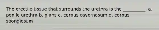 The erectile tissue that surrounds the urethra is the __________. a. penile urethra b. glans c. corpus cavernosum d. corpus spongiosum