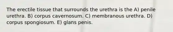 The erectile tissue that surrounds the urethra is the A) penile urethra. B) corpus cavernosum. C) membranous urethra. D) corpus spongiosum. E) glans penis.