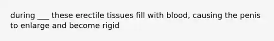during ___ these erectile tissues fill with blood, causing the penis to enlarge and become rigid