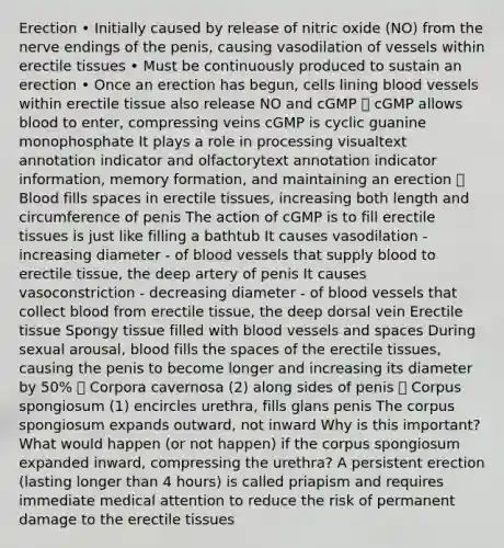 Erection • Initially caused by release of nitric oxide (NO) from the nerve endings of the penis, causing vasodilation of vessels within erectile tissues • Must be continuously produced to sustain an erection • Once an erection has begun, cells lining blood vessels within erectile tissue also release NO and cGMP  cGMP allows blood to enter, compressing veins cGMP is cyclic guanine monophosphate It plays a role in processing visualtext annotation indicator and olfactorytext annotation indicator information, memory formation, and maintaining an erection  Blood fills spaces in erectile tissues, increasing both length and circumference of penis The action of cGMP is to fill erectile tissues is just like filling a bathtub It causes vasodilation - increasing diameter - of blood vessels that supply blood to erectile tissue, the deep artery of penis It causes vasoconstriction - decreasing diameter - of blood vessels that collect blood from erectile tissue, the deep dorsal vein Erectile tissue Spongy tissue filled with blood vessels and spaces During sexual arousal, blood fills the spaces of the erectile tissues, causing the penis to become longer and increasing its diameter by 50%  Corpora cavernosa (2) along sides of penis  Corpus spongiosum (1) encircles urethra, fills glans penis The corpus spongiosum expands outward, not inward Why is this important? What would happen (or not happen) if the corpus spongiosum expanded inward, compressing the urethra? A persistent erection (lasting longer than 4 hours) is called priapism and requires immediate medical attention to reduce the risk of permanent damage to the erectile tissues