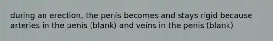 during an erection, the penis becomes and stays rigid because arteries in the penis (blank) and veins in the penis (blank)