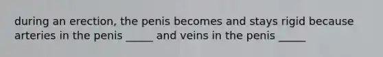 during an erection, the penis becomes and stays rigid because arteries in the penis _____ and veins in the penis _____