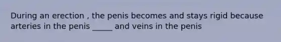 During an erection , the penis becomes and stays rigid because arteries in the penis _____ and veins in the penis