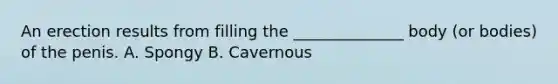 An erection results from filling the ______________ body (or bodies) of the penis. A. Spongy B. Cavernous