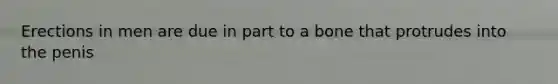 Erections in men are due in part to a bone that protrudes into the penis