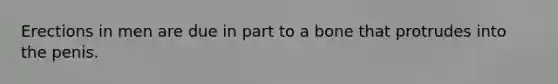 Erections in men are due in part to a bone that protrudes into the penis.