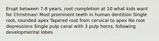 Erupt between 7-8 years, root completion at 10 what kids want for Christmas! Most prominent teeth in human dentition Single root, rounded apex Tapered root from cervical to apex No root depressions Single pulp canal with 3 pulp horns, following developmental lobes