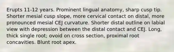 Erupts 11-12 years. Prominent lingual anatomy, sharp cusp tip. Shorter mesial cusp slope, more cervical contact on distal, more pronounced mesial CEJ curvature. Shorter distal outline on labial view with depression between the distal contact and CEJ. Long, thick single root; ovoid on cross section, proximal root concavities. Blunt root apex.