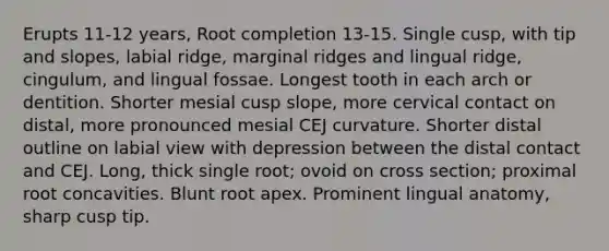 Erupts 11-12 years, Root completion 13-15. Single cusp, with tip and slopes, labial ridge, marginal ridges and lingual ridge, cingulum, and lingual fossae. Longest tooth in each arch or dentition. Shorter mesial cusp slope, more cervical contact on distal, more pronounced mesial CEJ curvature. Shorter distal outline on labial view with depression between the distal contact and CEJ. Long, thick single root; ovoid on cross section; proximal root concavities. Blunt root apex. Prominent lingual anatomy, sharp cusp tip.