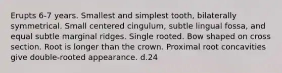 Erupts 6-7 years. Smallest and simplest tooth, bilaterally symmetrical. Small centered cingulum, subtle lingual fossa, and equal subtle marginal ridges. Single rooted. Bow shaped on cross section. Root is longer than the crown. Proximal root concavities give double-rooted appearance. d.24