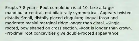 Erupts 7-8 years. Root completion is at 10. Like a larger mandibular central, not bilaterally symmetrical. Appears twisted distally. Small, distally placed cingulum; lingual fossa and moderate mesial marginal ridge longer than distal. -Single rooted, bow shaped on cross section. -Root is longer than crown. -Proximal root concavities give double-rooted appearance.