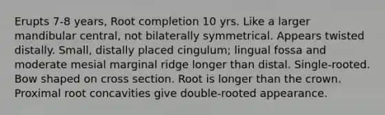 Erupts 7-8 years, Root completion 10 yrs. Like a larger mandibular central, not bilaterally symmetrical. Appears twisted distally. Small, distally placed cingulum; lingual fossa and moderate mesial marginal ridge longer than distal. Single-rooted. Bow shaped on cross section. Root is longer than the crown. Proximal root concavities give double-rooted appearance.