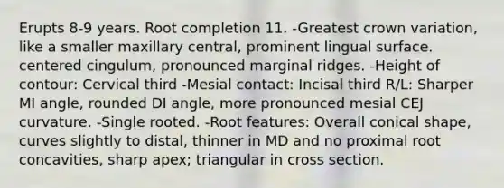 Erupts 8-9 years. Root completion 11. -Greatest crown variation, like a smaller maxillary central, prominent lingual surface. centered cingulum, pronounced marginal ridges. -Height of contour: Cervical third -Mesial contact: Incisal third R/L: Sharper MI angle, rounded DI angle, more pronounced mesial CEJ curvature. -Single rooted. -Root features: Overall conical shape, curves slightly to distal, thinner in MD and no proximal root concavities, sharp apex; triangular in cross section.