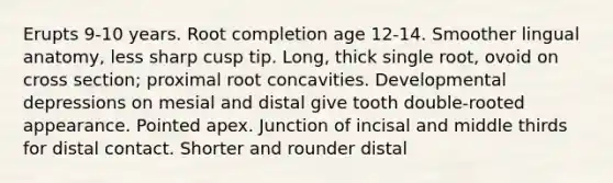 Erupts 9-10 years. Root completion age 12-14. Smoother lingual anatomy, less sharp cusp tip. Long, thick single root, ovoid on cross section; proximal root concavities. Developmental depressions on mesial and distal give tooth double-rooted appearance. Pointed apex. Junction of incisal and middle thirds for distal contact. Shorter and rounder distal