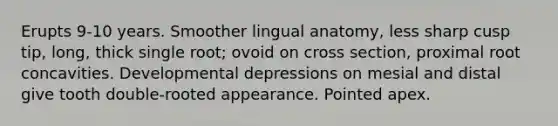 Erupts 9-10 years. Smoother lingual anatomy, less sharp cusp tip, long, thick single root; ovoid on cross section, proximal root concavities. Developmental depressions on mesial and distal give tooth double-rooted appearance. Pointed apex.