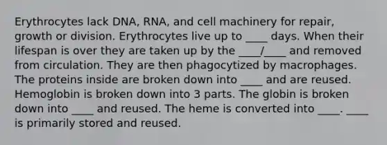 Erythrocytes lack DNA, RNA, and cell machinery for repair, growth or division. Erythrocytes live up to ____ days. When their lifespan is over they are taken up by the ____/____ and removed from circulation. They are then phagocytized by macrophages. The proteins inside are broken down into ____ and are reused. Hemoglobin is broken down into 3 parts. The globin is broken down into ____ and reused. The heme is converted into ____. ____ is primarily stored and reused.