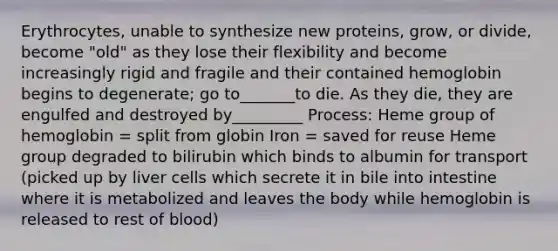 Erythrocytes, unable to synthesize new proteins, grow, or divide, become "old" as they lose their flexibility and become increasingly rigid and fragile and their contained hemoglobin begins to degenerate; go to_______to die. As they die, they are engulfed and destroyed by_________ Process: Heme group of hemoglobin = split from globin Iron = saved for reuse Heme group degraded to bilirubin which binds to albumin for transport (picked up by liver cells which secrete it in bile into intestine where it is metabolized and leaves the body while hemoglobin is released to rest of blood)